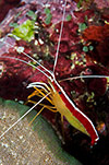 Hump-back Cleaner Shrimp