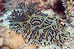 Humped Halgerda (nudibranch)