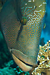 Humphead wrasse (Napoleonfish)