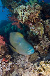 Humphead Wrasse (Napoleonfish)