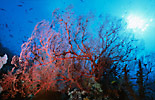 Indonesian Coral Reef