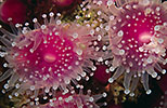 Jewel Anemones