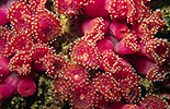 Jewel Anemones