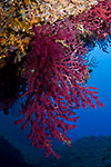 Gorgonian coral