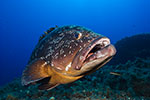 Dusky Grouper