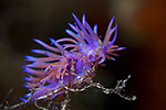 Nudibranch