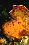 Leaf Scorpionfish