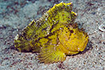 Leaf Scorpionfish