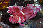 Leaf Scorpionfish