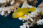 Lemon Coral Goby