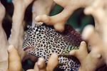 Leopard Blenny