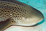 Leopard Shark