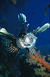 Lionfish gaping