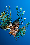 Lionfish