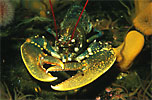 Common Lobster