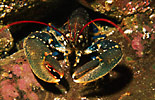 Common Lobster