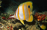 Long-beaked Coralfish