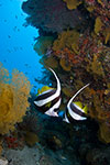 Longfin Bannerfish