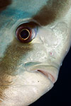 Longfin Spadefish (Batfish)