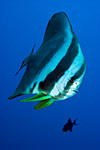 Longfin Spadefish (Batfish)