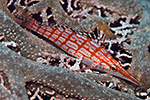 Longnose Hawkfish