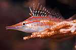 Longnose Hawkfish