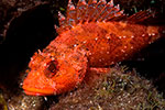 Madeira scorpionfish