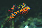 Mandarinfish