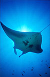 Manta Ray 