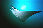 Manta Ray