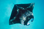 Manta Ray