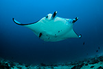 Manta Ray