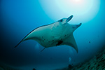 Manta Ray