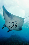 Manta Ray