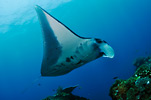 Manta Ray