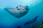 Manta Ray