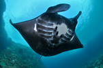 Manta Ray