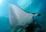 Manta Ray