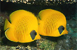 Masked Butterflyfish