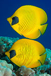 Masked Butterflyfish