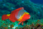 Mediterranean parrotfish