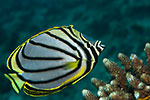 Meyer's Butterflyfish