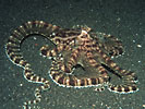 Mimic Octopus