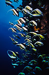 Moorish Idols