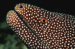 Whitemouth Moray