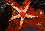Noduled Sea Star