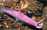 Nudibranch