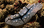 Nudibranch