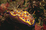 Nudibranch