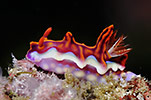 Nudibranch